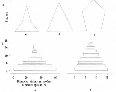 Типи вікових пірамід