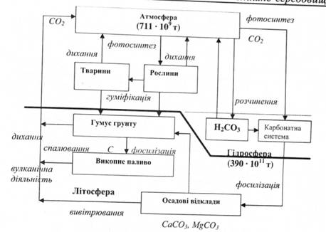 Біогеохімічний цикл вуглецю