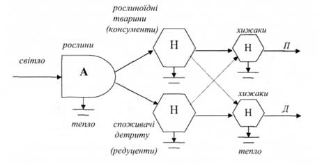 Схема потоку енергії в пасовищному (П) і детритному (Д) трофічних ланцюгах (А - автотрофи, Н - гетеротрофи)
