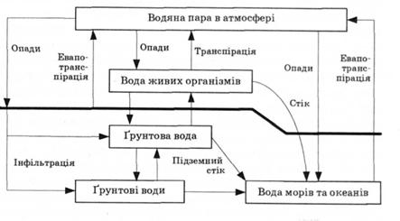Біогідрологічний цикл води 
