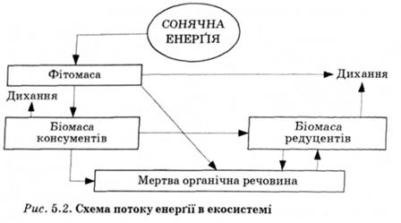Схема потоку енергії в екосистемі