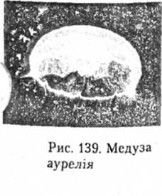 Медуза аурелія