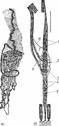 Схема будови м'язового веретина 