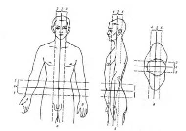 Лінії перетину умовних площин тіла людини 