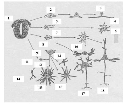Основні шляхи диференціації гангліонарної пластинки і нервової трубки 