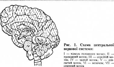 Схема центральної нервової системи