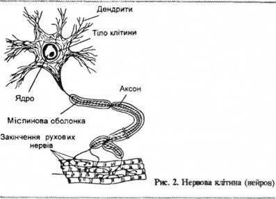 Нервова клітина (нейрон)