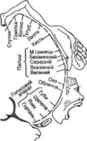 Зображення різних частин тіла в руховій ділянці кори (за Пенфільдом)