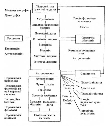 Схема класифікації основних проблем і наук про Homo sapiens (Б. Г. Ананьев, 1977)