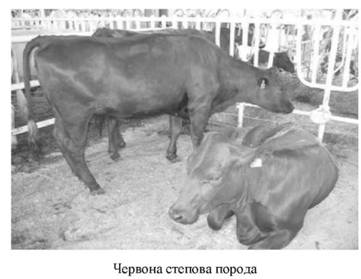 Українська чорно-ряба молочна порода 