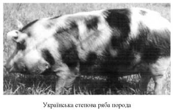 Українська степова ряба порода