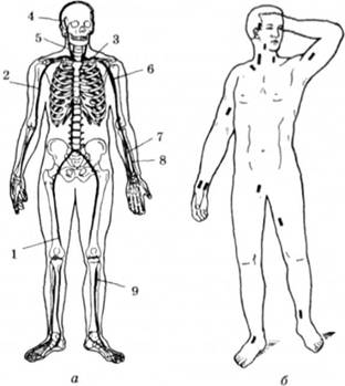 Розміщення головних артерій людини (а) і місця їх притискання (б)