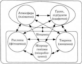 Схема будови біоценозу (за В.М. Сукачовим)