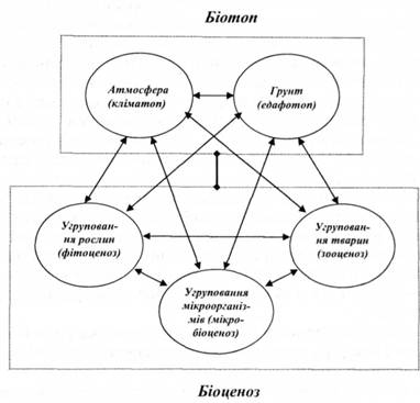 Схема будови наземного біогеоценозу (за В.М.Сукачовим)