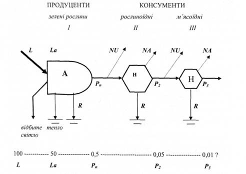 Схема потоку енергії через три трофічні рівні (І, ІІ, III) в лінійному трофічному ланцюгу