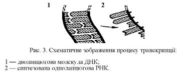 Схематичне зображення процесу транскрипції 