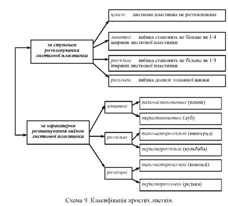 класифікація простих листків