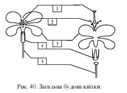 Загальна будова квітки