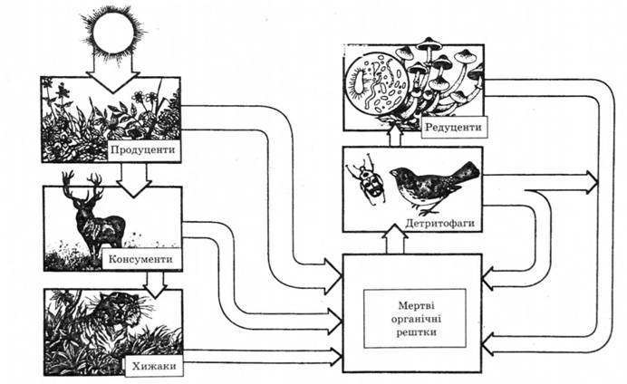 Біотична структура екосистеми