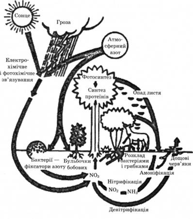 Біогеохімічний цикл азоту в біосфері