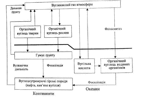 Біогеохімічний цикл води,Біогеохімічний цикл вуглецю