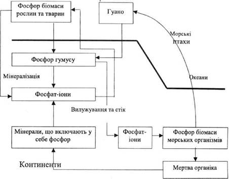 Біогеохімічний цикл фосфору