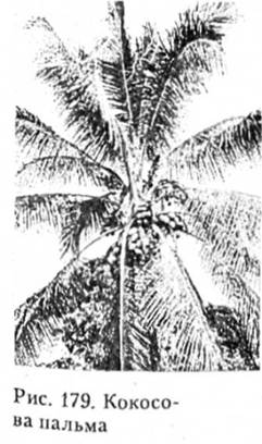 Кокосова пальма