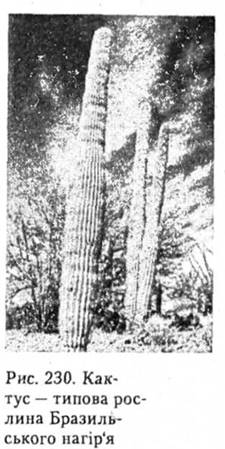 Кактус - типова рослина Бразильського нагіря