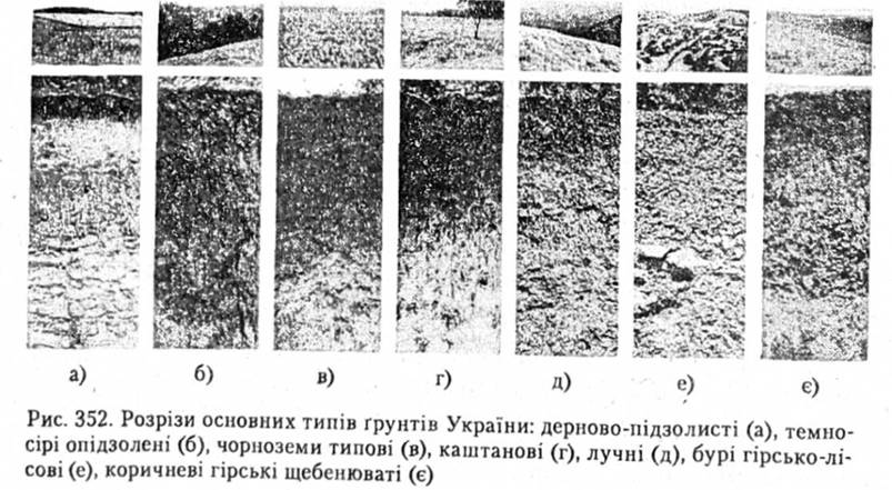 Розрізи основних типів грунтів України: дерново-підзолисті, темно-сірі опідзолені, чорноземи типові, каштанові, лучні, бурі гірсько-лісові, коричневі гірські щебенюваті
