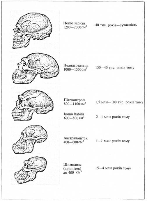 Еволюція черепа людини