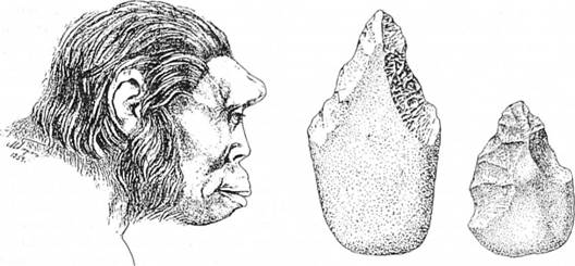 Пітекантроп з о. Ява (реконструкція за черепом М. М. Герасимова) та ручні рубила пітекантропів