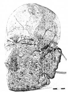 Череп носія інгульської культури з рисами обличчя, модельованими глиняною сумішшю
