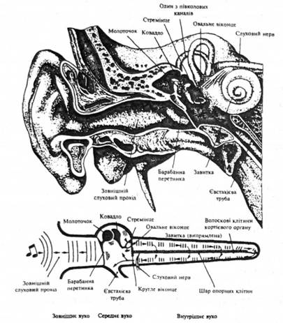 Будова вуха людини
