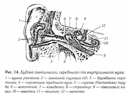 Будова зовнішнього, середнього та внутрішнього вуха 