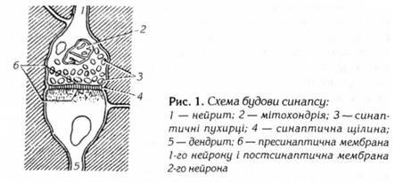 Схема будови синапсу