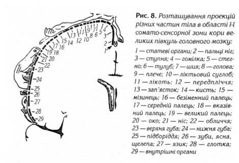 Розташування проекцій різних частин тіла в області 1-ї соммато-сенсерної зони кори велеких півкульголовного мозку 