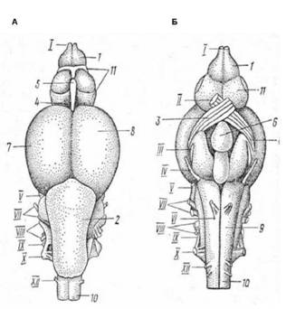 Головний мозок кісткової риби: зі спинного (А) і черевного (Б) боків 