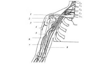 Формування плечового сплетення і його основних гілок 