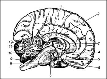 Серединний розріз головного мозку 