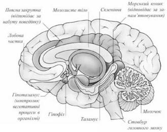 Внутрішня будова головного мозку 