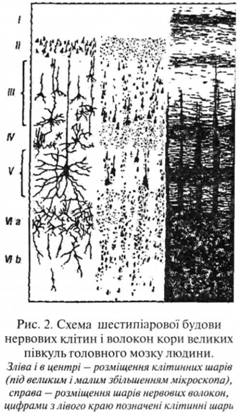 Схема шестипіарової будови нервових клітин і волокон кори великих півкуль головного мозку людини 