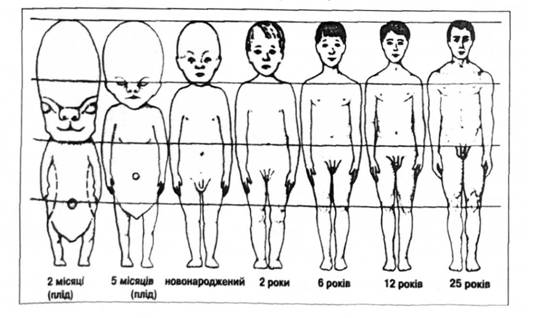 Пропорції тіла людини в різні періоди життя