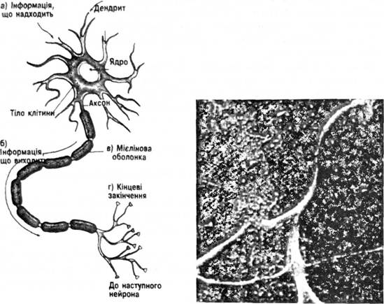 Будова нейрона:
а) дендрити - паростки тіла клітини - збирають інформацію від інших нейронів, м'язів, залоз до клітини;
б) аксон проводить інформацію з тіла клітини;
в) мієлінова оболонка покриває аксон та прискорює передачу інформації;
г) наприкінці гілочки аксона підходять до кінцевих закінчень. 
Праворуч - мікрофотографія нейрона
