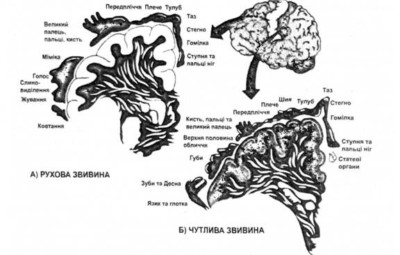 Проекції рухових та чутливих зон на кору мозку